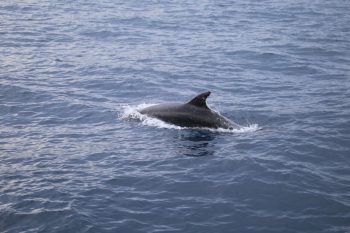 Segelreisen Kroatien - Delphinsichtung